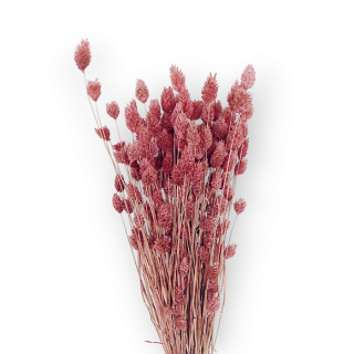 Sušená tráva PHALARIS 100 g - Ružová 
