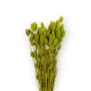 Sušená tráva PHALARIS 100 g - Zelená 