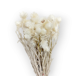 Sušené kvety CAPBLUMEN 50 g - Prírodné biele