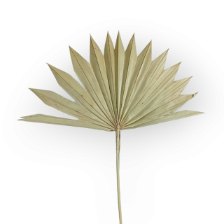 Sušený palmový list - Prírodný
