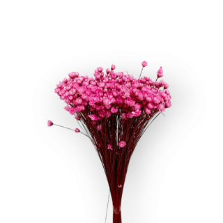 Sušená kytička GLIXIA 50 g - Ružová